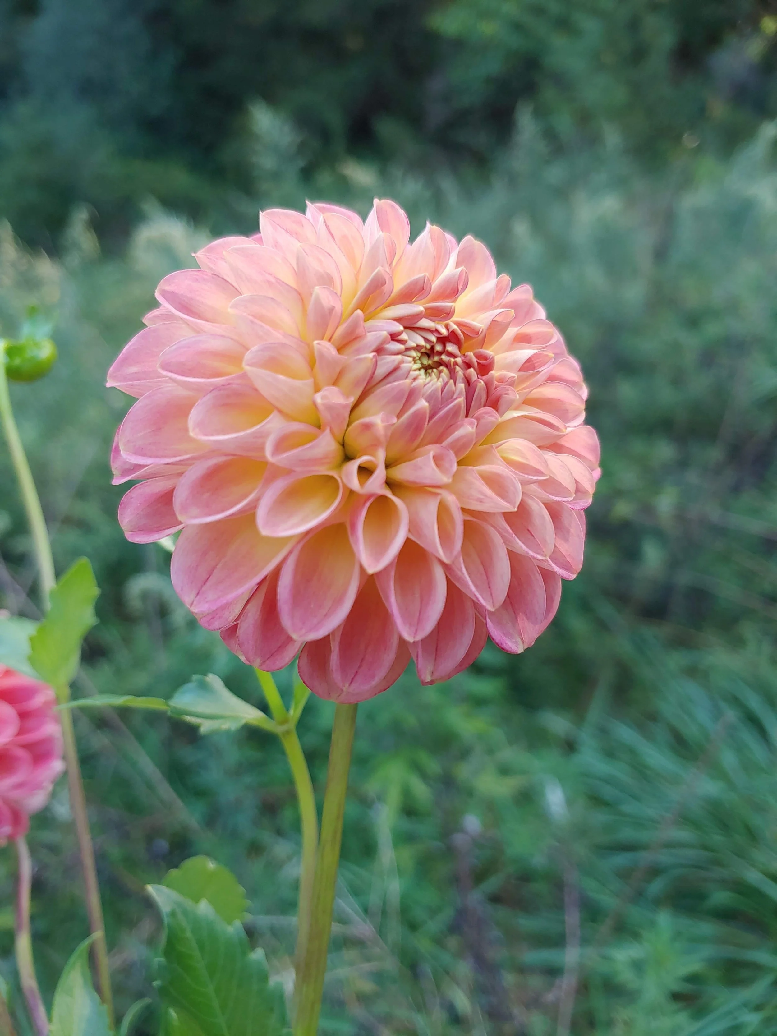 その他 DAHLIA Fraylick Farm - Peach Fuzz- What Dahlias Match the 2024